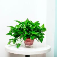 绿萝盆栽室内植物吸甲醛进化空气水培绿植懒人长藤大绿箩花卉批发