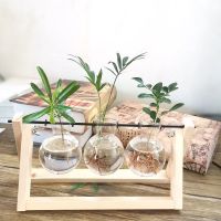 原色三瓶 带植物|[创意木架水培花瓶]绿萝玻璃容器办公室内桌面绿植现代摆件装饰