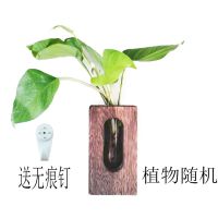 壁挂小号 带植物|[创意木架水培花瓶]绿萝玻璃容器办公室内桌面绿植现代摆件装饰