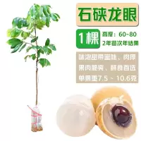 广西龙眼树苖嫁接果苗桂圆树苗石硖储良四季蜜带土带叶地栽带果