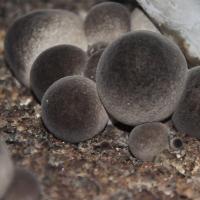 草菇食用菌种蘑菇种植菌种菌包阳台家庭种植蘑菇菌包