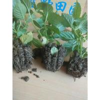 仙草苗 凉粉草苗 仙人草苗 烧仙草盆栽仙人冻 王老吉凉茶原料