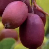 猕猴桃苗南方北方种植软枣猕猴桃树苗阳台庭院盆栽地栽果树苗