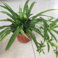 金心边吊兰植物室内盆栽好养花卉吸除甲醛净化空气水土培绿植