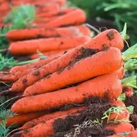 现挖生态新鲜胡萝卜红萝卜农家水洗5斤整箱新鲜蔬菜生吃脆