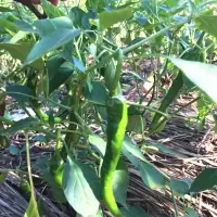 湖南衡阳本地辣椒新鲜小青椒 农家二荆条辣椒 青尖椒线椒3斤
