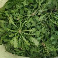 荠菜新鲜5斤现挖野菜新鲜荠菜混沌饺子馅荠菜馅荠菜野菜新鲜