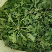 荠菜新鲜5斤现挖野菜新鲜荠菜混沌饺子馅荠菜馅荠菜野菜新鲜