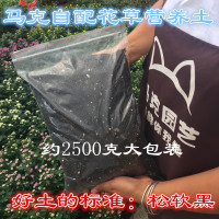 姬小菊盆栽阳台庭院花卉紫罗兰盆栽 带花发货荷兰菊花苗好养