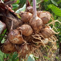 江西毛芋头新鲜小芋头5斤农家蔬菜芋艿软糯芋仔小芋子非香芋