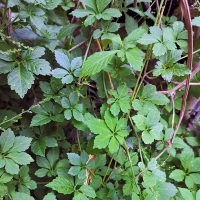 五叶神汤料煲汤草五叶神草五叶神茎根梅州客家土特产干货500g