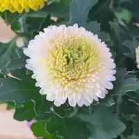 居家室内盆栽花卉菊花苗四季开花植物带花球菊花彩菊