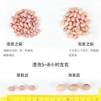 新货云南雀蛋豆子5斤奶花芸豆圆粒红花孔雀豆芙蓉豆五谷杂粮