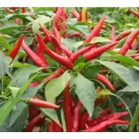新鲜红辣椒小米椒现摘辣应季小米辣自种红辣椒5斤装