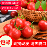 现摘现发 圣女果新鲜大果5斤小番茄小西红柿樱桃孕妇宝宝辅食