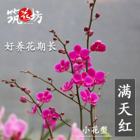 开花蝴蝶兰鲜花带花苞发货花卉盆栽客厅阳台观花植物