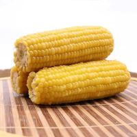 东北糯玉米小棒熟苞米真空甜黏粘新鲜即食非转基因嫩玉米10只
