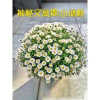 东北基地直发洋甘菊冬季鲜花小雏菊水养花束小菊花家同城速递