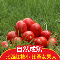 [河套番茄]现摘现发百年河套番茄新鲜农家蔬菜洋柿子4斤