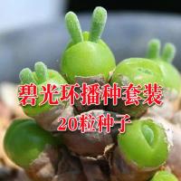 碧光环小兔子生石花种子多肉盆土播种套装一套