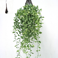 吊兰百万心佛珠多肉情人泪猪笼草爱之蔓悬挂垂藤绿植基地出货