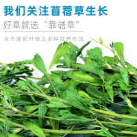 20年紫花苜蓿草干草毛重1kg兔子豚鼠荷兰猪龙猫饲料兔子草粮苜宿