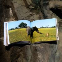 我的野生动物朋友全新完整版 蒂皮·德格雷人与自然科学科普8-10-12周岁一二年级小学生课外阅读儿童读物书籍接力出版社新