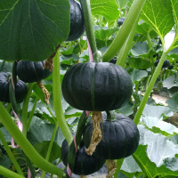 贝贝南瓜板栗味正宗农家迷你小南瓜5斤整箱新鲜蔬菜宝宝辅食