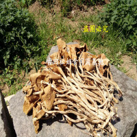 松姐古田特产农家茶树菇特级开伞2021新货茶薪菇干货500克