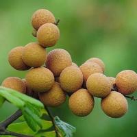福建6A桂圆肉 无核500g莆田农家特产新货龙眼肉干货泡茶水级