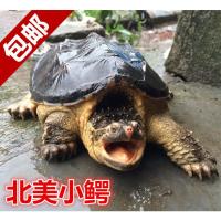 鳄龟乌龟活体北美小鳄龟苗宠物龟大鳄龟苗水龟观赏鳄龟低价