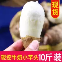 新鲜芋头10斤芋艿小芋头香芋农家粉糯荔浦毛芋头整箱紫
