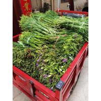 冷链运输玫瑰花云南昆明鲜花基地空运直发两扎家用水养鲜花