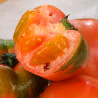 丹东碱地草莓柿子脆柿子铁皮柿子西红柿番茄新鲜绿腚5斤顺风