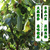 唐山遵化新鲜老介黄瓜大刺山黄瓜大疙瘩秋黄瓜5斤装现摘现发