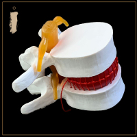 !人体腰椎间盘演示模型 腰椎模型 脊柱模型 脊椎模型关节模型