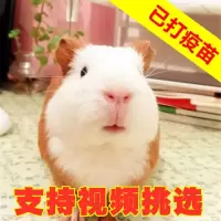 荷兰猪活物荷兰鼠活体花豚彩豚天竺鼠已注射疫苗健康包活