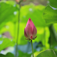 新鲜荷花可食用莲花真鲜花新鲜荷花莲蓬新鲜荷花花苞新鲜荷花