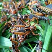 活虫蚂蚱活体东亚飞蝗蝗虫蚱蜢画眉鸟食爬虫龟宠物饲料活体