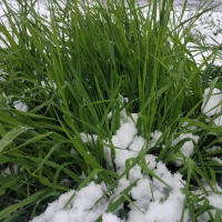 20新烘干南提 提摩西兔子干草龙猫荷兰猪牧草1KG毛重豚鼠饲料