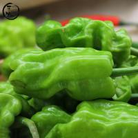 云南新鲜皱皮辣椒虎皮辣椒青辣椒辣味清脆新鲜蔬菜圆椒3斤装