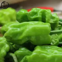 云南新鲜皱皮辣椒虎皮辣椒青辣椒辣味清脆新鲜蔬菜圆椒3斤装
