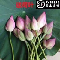 顺丰新鲜荷花莲花真鲜花观赏荷花新鲜花骨朵切花供佛花苞插花