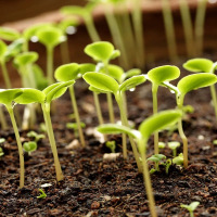 通用型营养土花土家用花卉草炭土植物土壤多肉绿萝土东北特价清仓