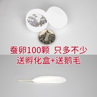 七彩色蚕卵宝宝活物学生养蚕套装送新鲜桑叶活蚕饲养箱养透气别墅