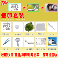 活体蚕宝宝学生养蚕套装新鲜桑叶七彩色蚕蚕卵蚕蛋模型天然彩抽丝