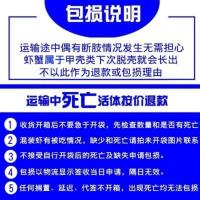 鳌虾观赏虾活体宠物虾天空蓝魔龙纹虾水族淡水红白蓝色小龙虾