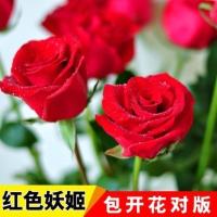 正宗蓝玫瑰花苗 多色玫瑰花盆栽四季开花卉室内外阳台庭院绿植物