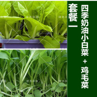 正宗鸡毛菜种子四季播小青菜奶油小白菜阳台田园18天成熟蔬菜种孑