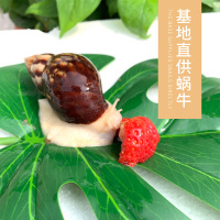 蜗牛活体宠物白玉蜗牛巨型大蜗牛宠物观赏学生科学实验教学小蜗牛